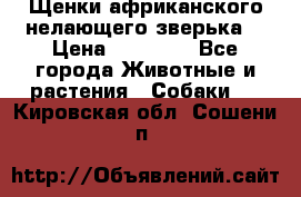 Щенки африканского нелающего зверька  › Цена ­ 35 000 - Все города Животные и растения » Собаки   . Кировская обл.,Сошени п.